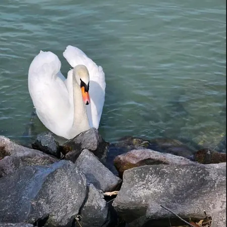 White Rose Luxury Balaton * Siofok