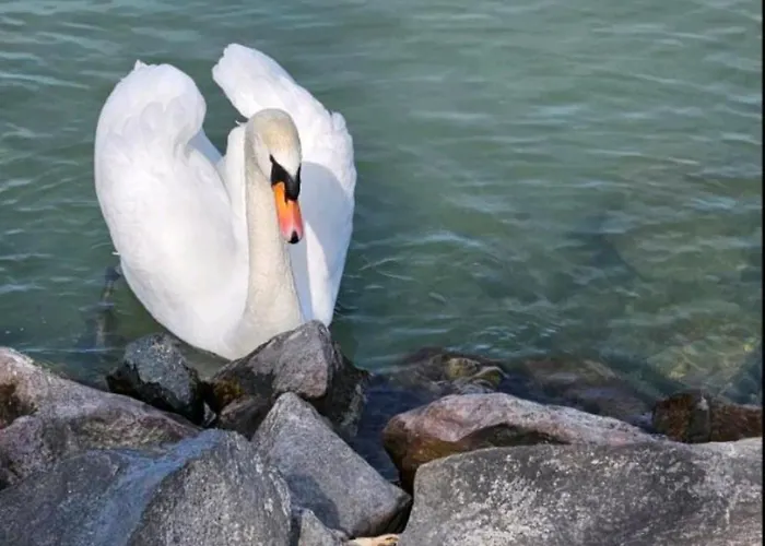 White Rose Luxury Balaton * Siófok