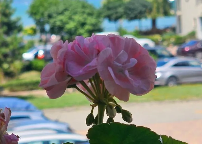 White Rose Luxury Balaton 아파트 시오포크